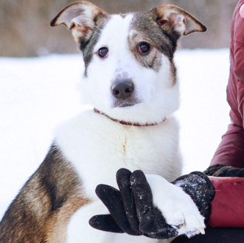 Собаки в добрые руки - Снежа - 1