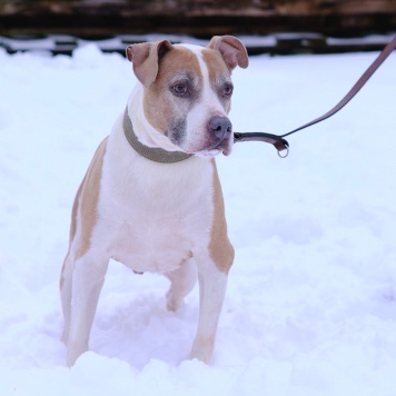 Собаки в добрые руки - Баксик