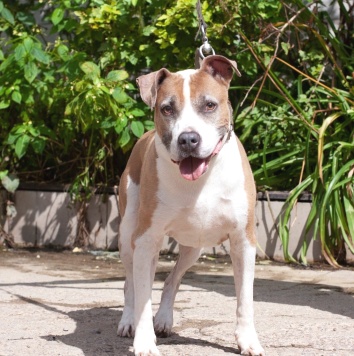 Собаки в добрые руки - Баксик