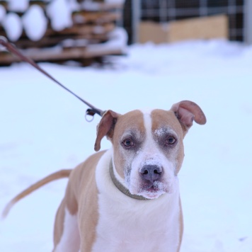 Собаки в добрые руки - Баксик - 1