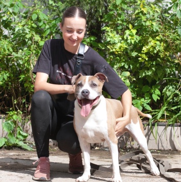 Собаки в добрые руки - Баксик - 1