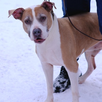 Собаки в добрые руки - Баксик - 2