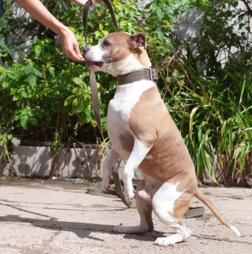 Собаки в добрые руки - Баксик - 2