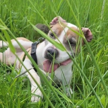 Собаки в добрые руки - Баксик - 3