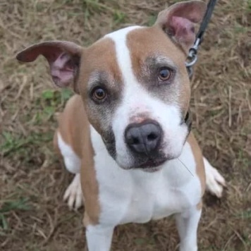 Собаки в добрые руки - Баксик - 4