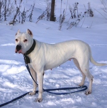 Собаки в добрые руки - Генуя