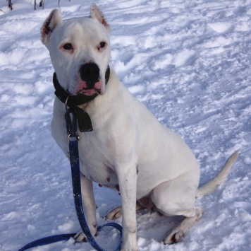 Собаки в добрые руки - Генуя - 1