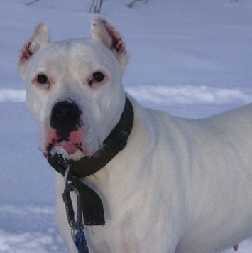 Собаки в добрые руки - Генуя - 2