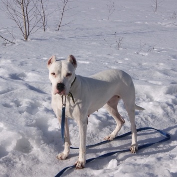 Собаки в добрые руки - Генуя - 3