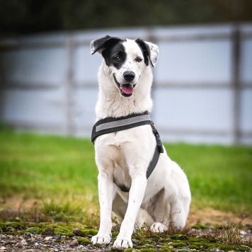 Эмми - Собаки в добрые руки