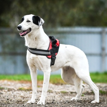 Собаки в добрые руки - Эмми - 1