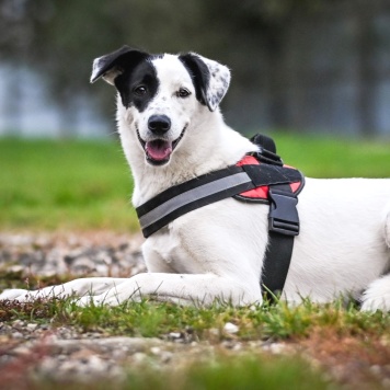 Собаки в добрые руки - Эмми - 2