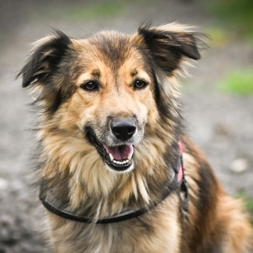 Ханни - Собаки в добрые руки