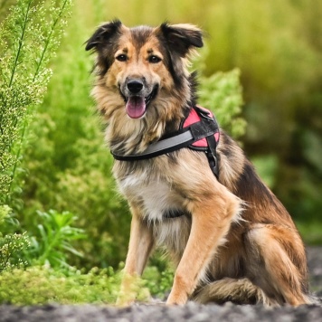 Собаки в добрые руки - Ханни - 1