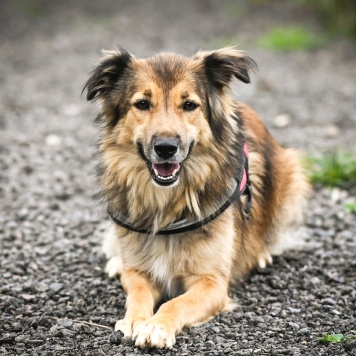 Собаки в добрые руки - Ханни - 3