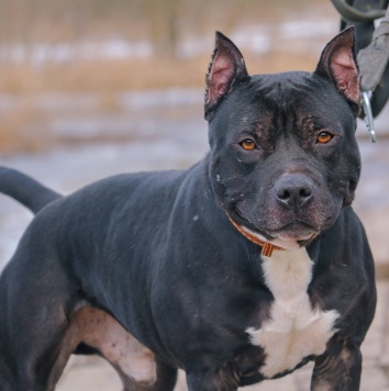 Собаки в добрые руки - Треф