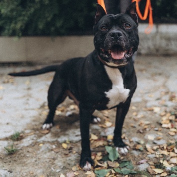 Собаки в добрые руки - Треф