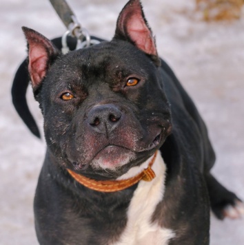 Собаки в добрые руки - Треф - 1