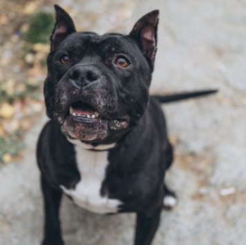 Собаки в добрые руки - Треф - 1