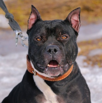 Собаки в добрые руки - Треф - 2