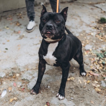 Собаки в добрые руки - Треф - 2