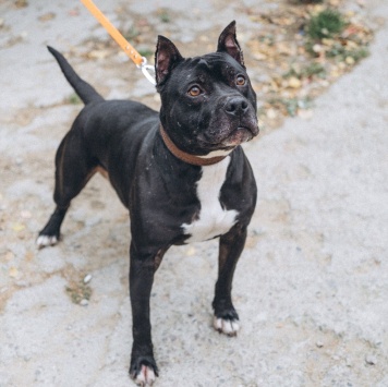 Собаки в добрые руки - Треф - 3