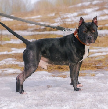 Собаки в добрые руки - Треф - 4