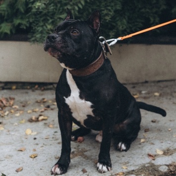 Собаки в добрые руки - Треф - 4