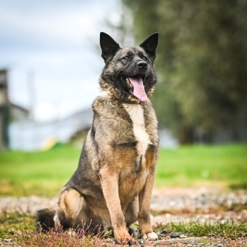 Собаки в добрые руки - Ронни - 3