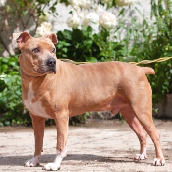 Вокер - Собаки в добрые руки