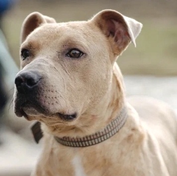 Собаки в добрые руки - Вокер - 1