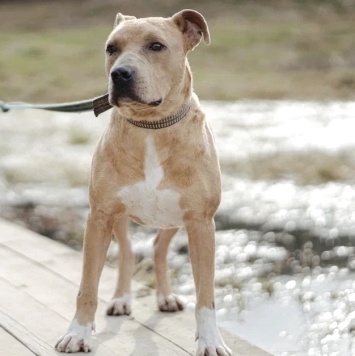 Собаки в добрые руки - Вокер - 2