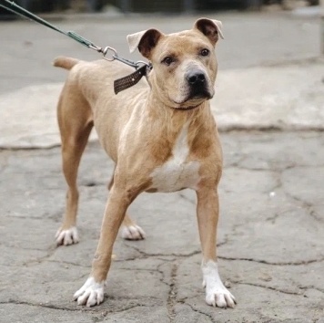 Собаки в добрые руки - Вокер - 3