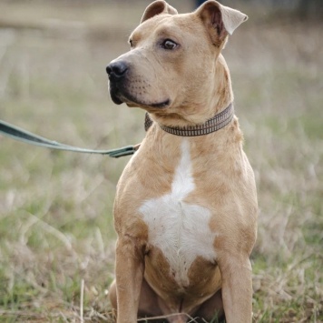 Собаки в добрые руки - Вокер - 4