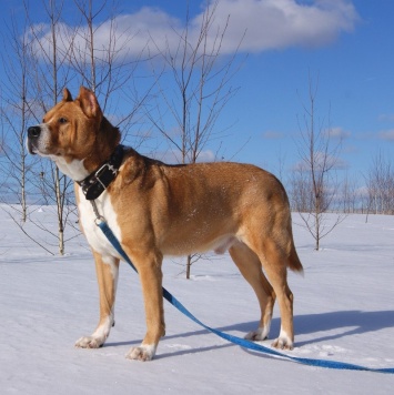 Гром - Собаки в добрые руки