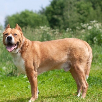 Собаки в добрые руки - Гром