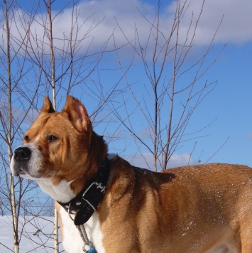 Собаки в добрые руки - Гром - 1