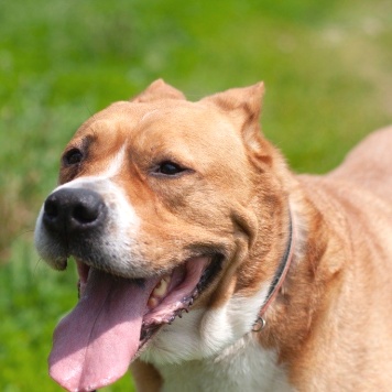 Собаки в добрые руки - Гром - 2