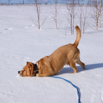 Собаки в добрые руки - Гром - 3