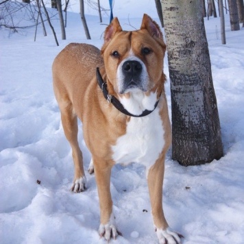 Собаки в добрые руки - Гром - 4