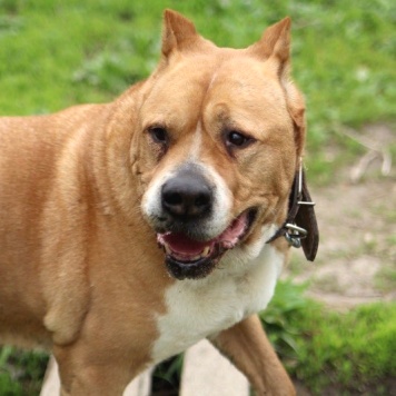 Собаки в добрые руки - Гром - 4