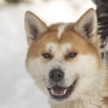 Сумико - Собаки в добрые руки