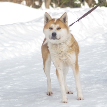 Собаки в добрые руки - Сумико - 1