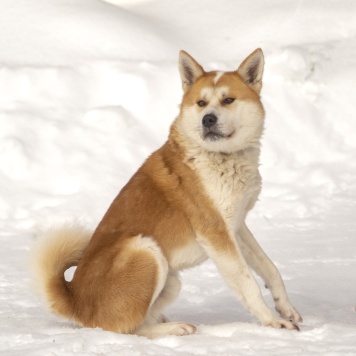 Собаки в добрые руки - Сумико - 2