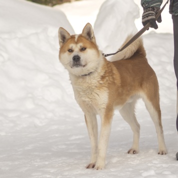 Собаки в добрые руки - Сумико - 3