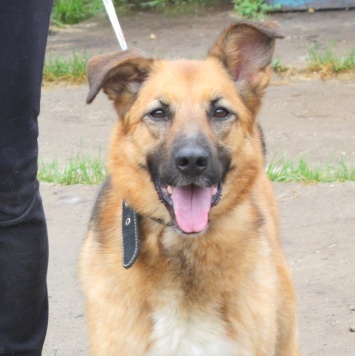 Сэмми - Собаки в добрые руки