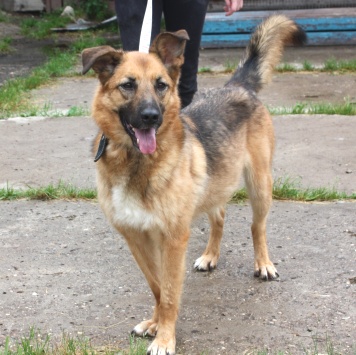 Собаки в добрые руки - Сэмми - 1