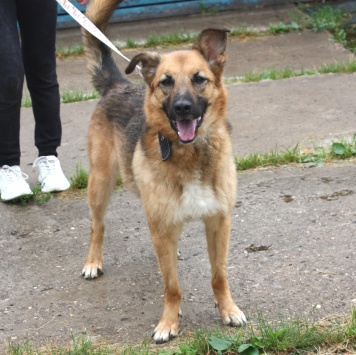 Собаки в добрые руки - Сэмми - 2