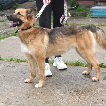 Собаки в добрые руки - Сэмми - 3