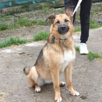 Собаки в добрые руки - Сэмми - 4